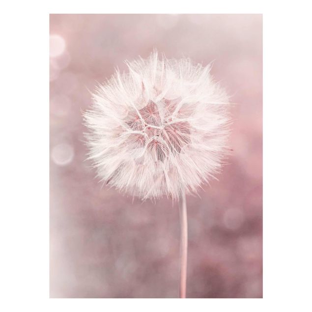 Billeder blomster Dandelion Bokeh Light Pink
