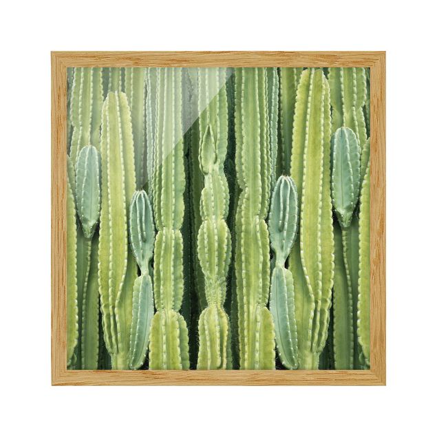 Billeder blomster Cactus Wall