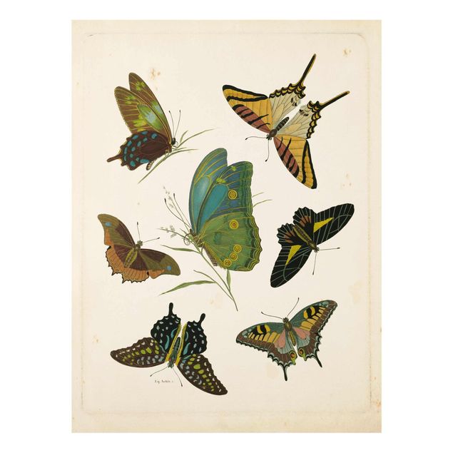 Billeder vintage Vintage Illustration Exotic Butterflies