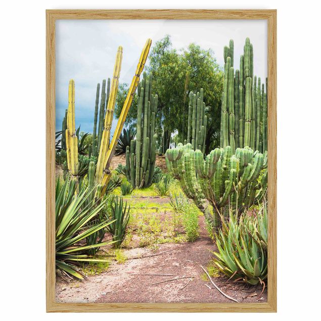 Billeder blomster Cactus Landscape