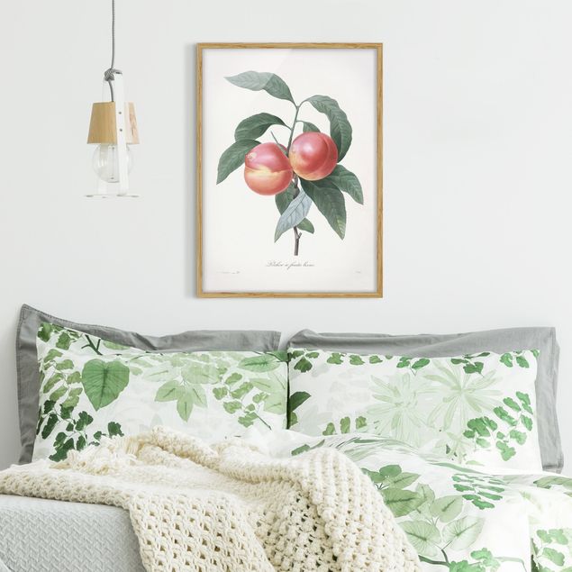Indrammede plakater blomster Botany Vintage Illustration Peach