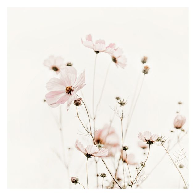 Billeder Monika Strigel Garden Cosmos In Soft Cream Tones