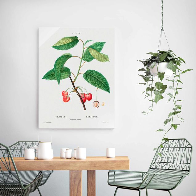 Glasbilleder blomster Botany Vintage Illustration Red Cherries