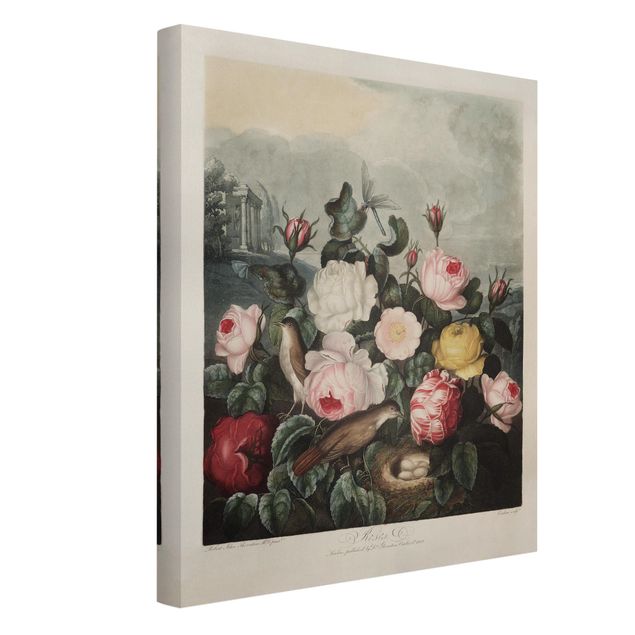 Billeder blomster Botany Vintage Illustration Of Roses