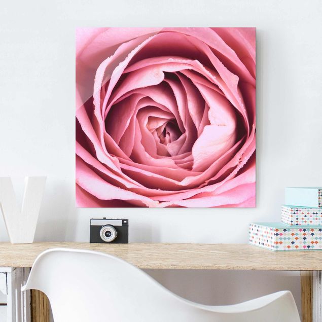 Glas magnettavla Pink Rose Blossom