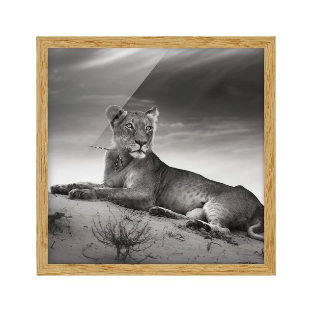 Billeder portræt Resting Lion