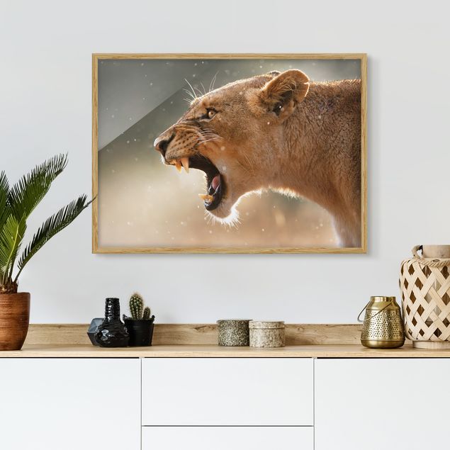 Billeder landskaber Lioness on the hunt