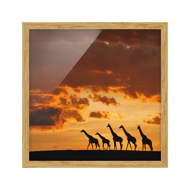 Indrammede plakater dyr Five Giraffes