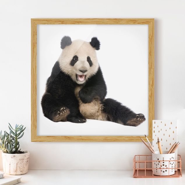 Billeder pandaer Laughing Panda
