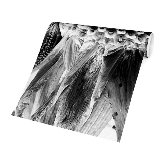 Fototapet sort og hvid Dandelion Close-up Black And White