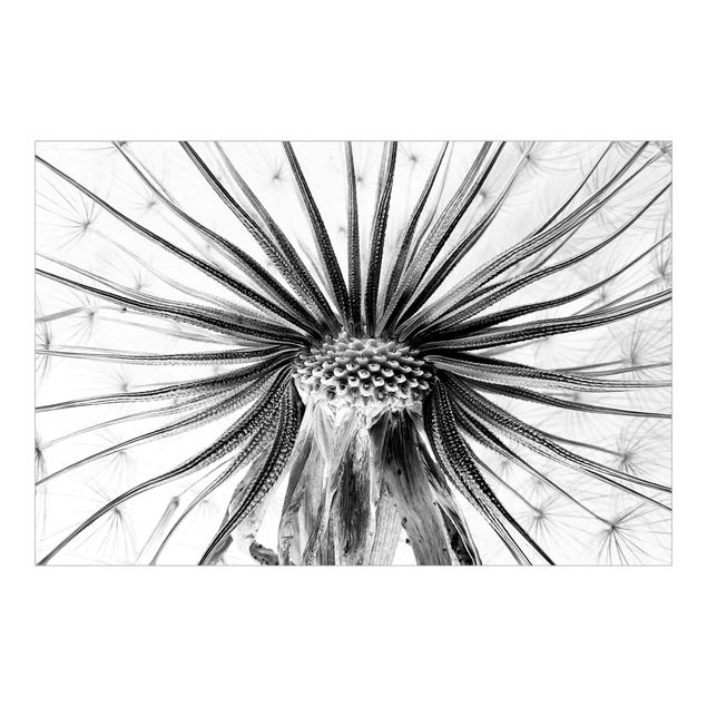 Tapet Dandelion Close-up Black And White