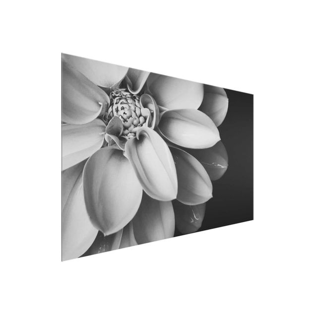 Billeder blomster In The Heart Of A Dahlia Black And White