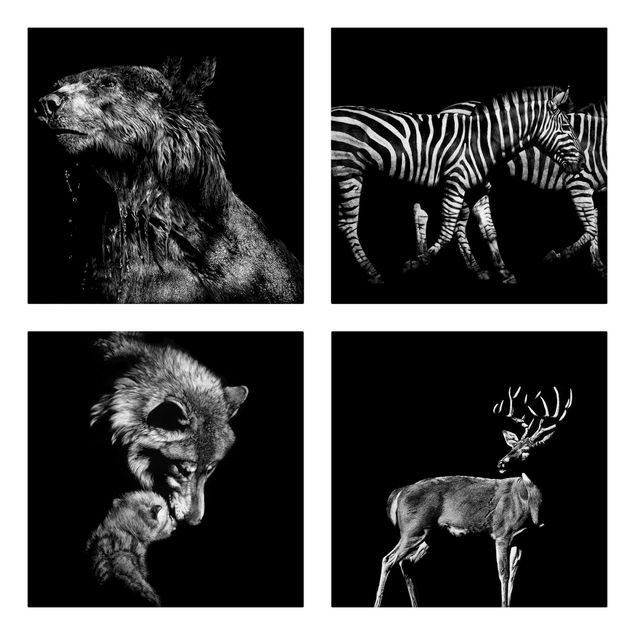 Billeder på lærred zebraer Wild Animals From Black Set I