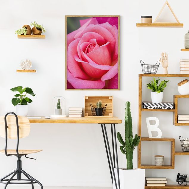 Indrammede plakater blomster Pink Rose Flowers Green Backdrop