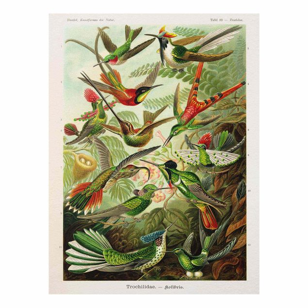 Billeder farvet Vintage Board Hummingbirds