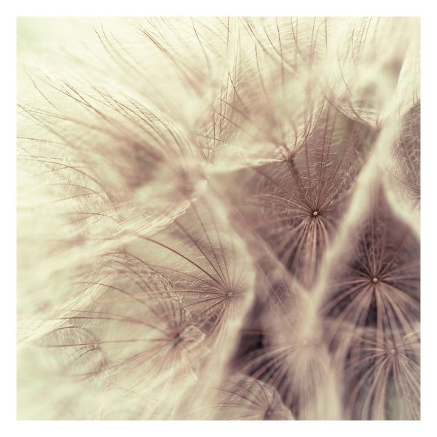 Fototapet beige Detailed Dandelion Macro Shot With Vintage Blur Effect