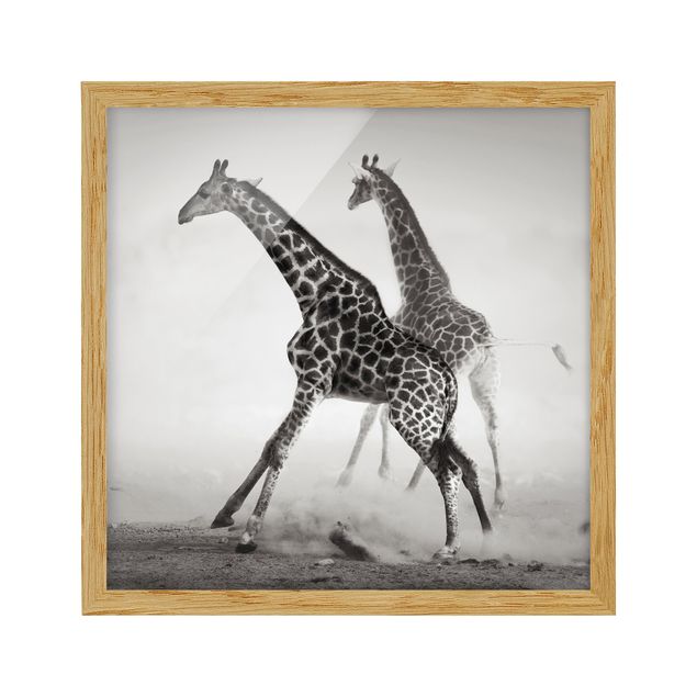 Indrammede plakater dyr Giraffe Hunt