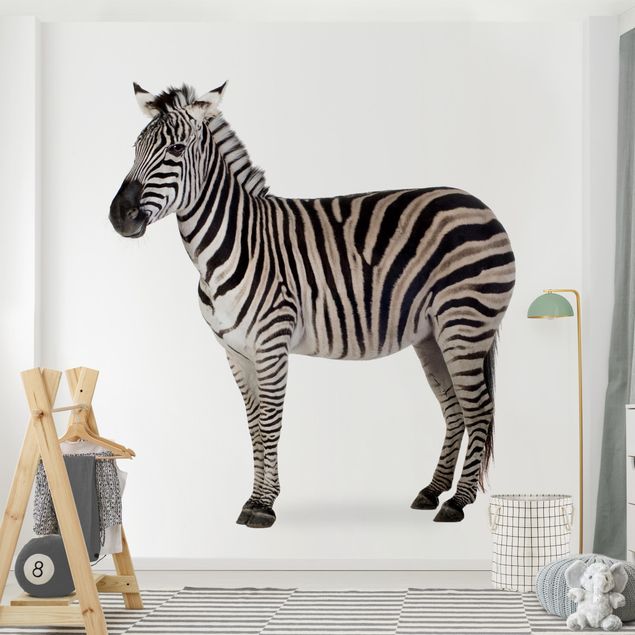Fototapet zebraer Big Zebra