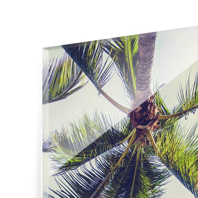 Billeder grøn The Palm Trees
