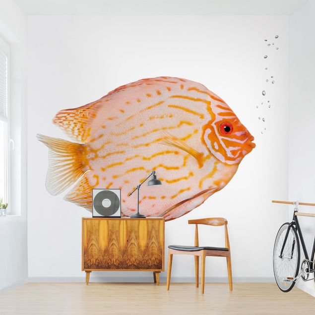 Tapet moderne Discus fish