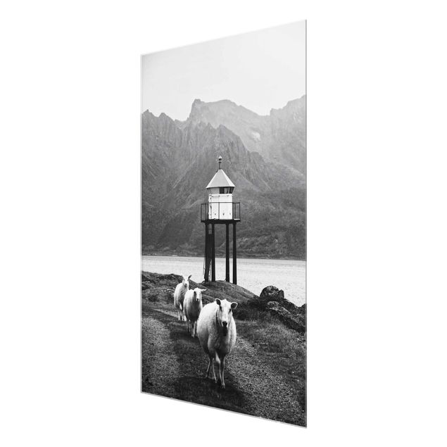 Billeder Three Sheep On the Lofoten