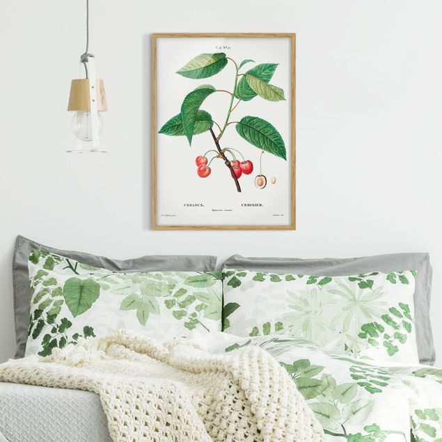 Indrammede plakater blomster Botany Vintage Illustration Red Cherries