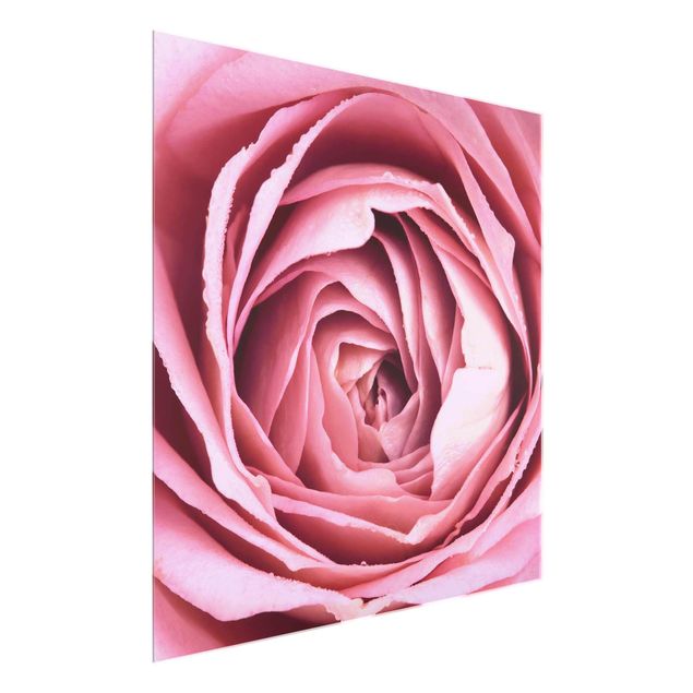 Glasbilleder blomster Pink Rose Blossom