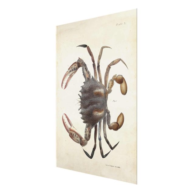 Billeder Vintage Illustration Crab