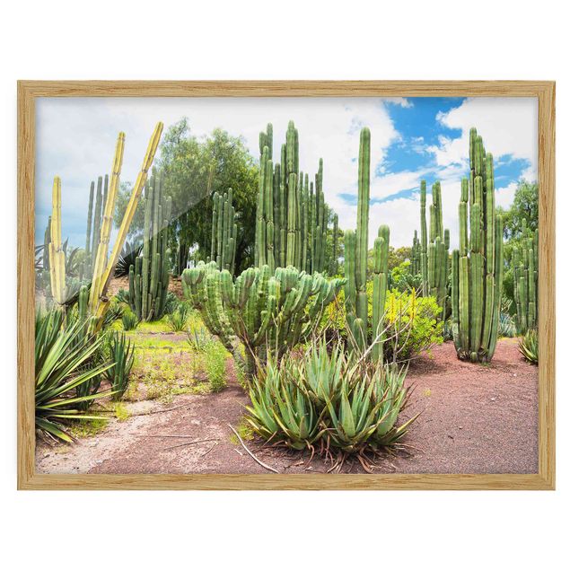 Billeder blomster Cactus Landscape