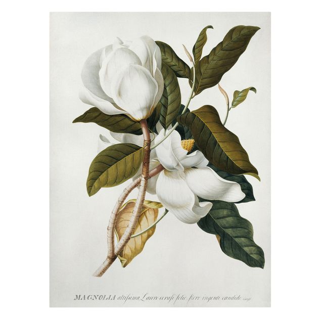 Billeder blomster Georg Dionysius Ehret - Magnolia