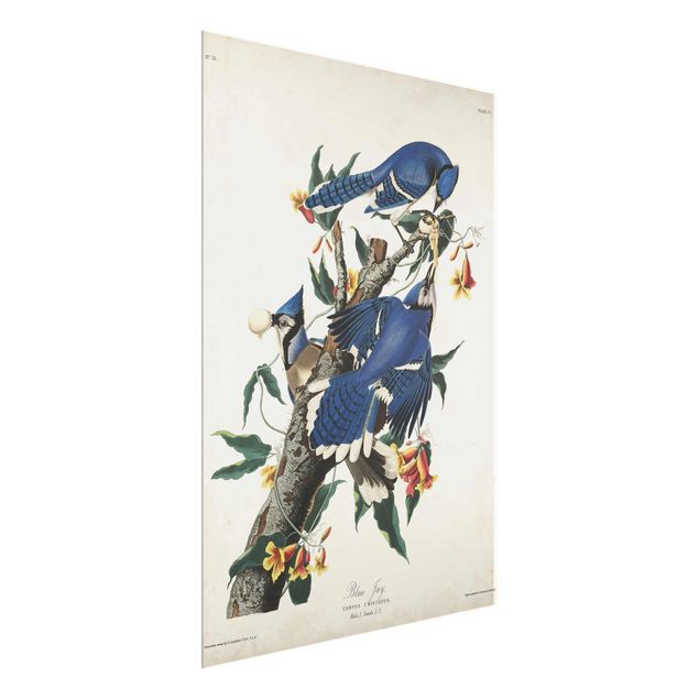 Billeder blomster Vintage Board Blue Jays