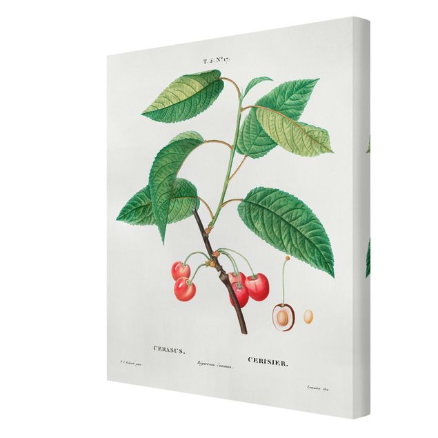 Billeder grøn Botany Vintage Illustration Red Cherries