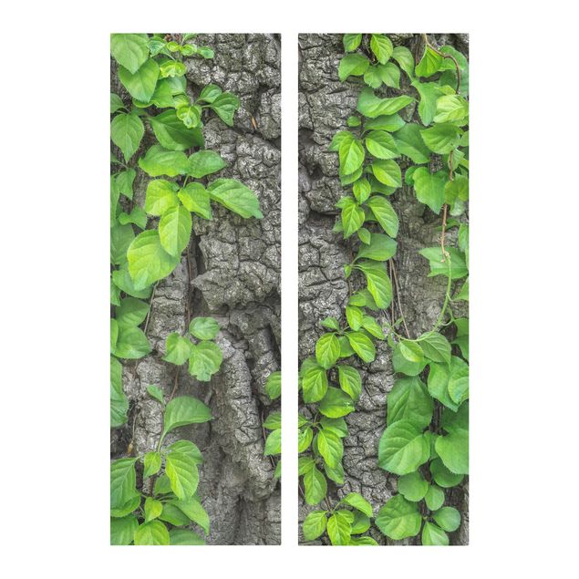 Billeder landskaber Ivy Tendrils Tree Bark