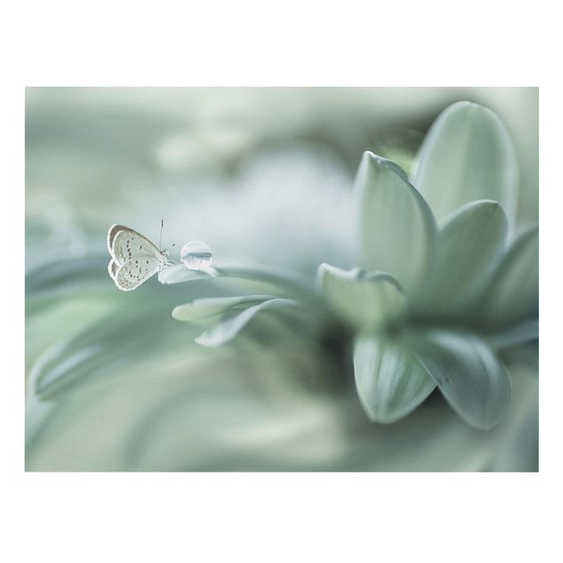 Billeder på lærred blomster Butterfly And Dew Drops In Pastel Green