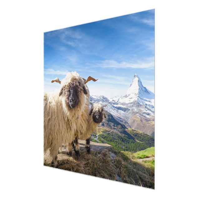 Billeder landskaber Blacknose Sheep Of Zermatt