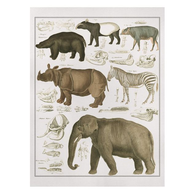 Billeder på lærred zebraer Vintage Board Elephant, Zebra And Rhino