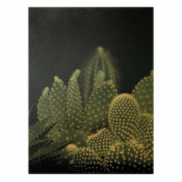 Billeder Monika Strigel Familiy Of Cacti At Night
