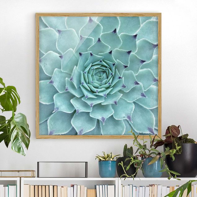 Indrammede plakater blomster Cactus Agave
