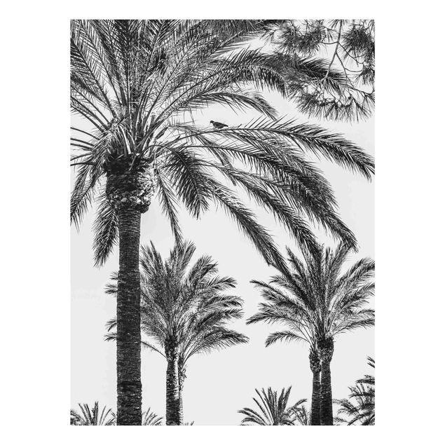 Glasbilleder blomster Palm Trees At Sunset Black And White