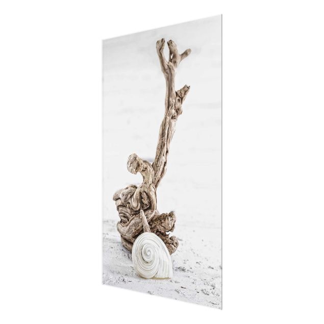 Glasbilleder strande White Snail Shell And Root Wood