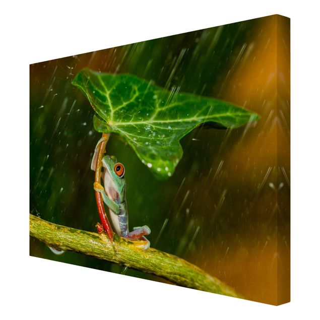 Billeder grøn Frog In The Rain