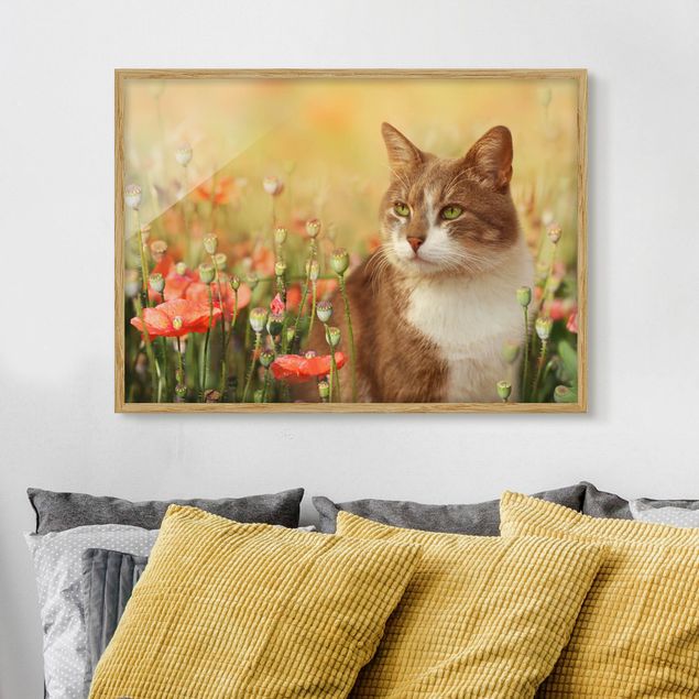 Billeder valmuer Cat In A Field Of Poppies