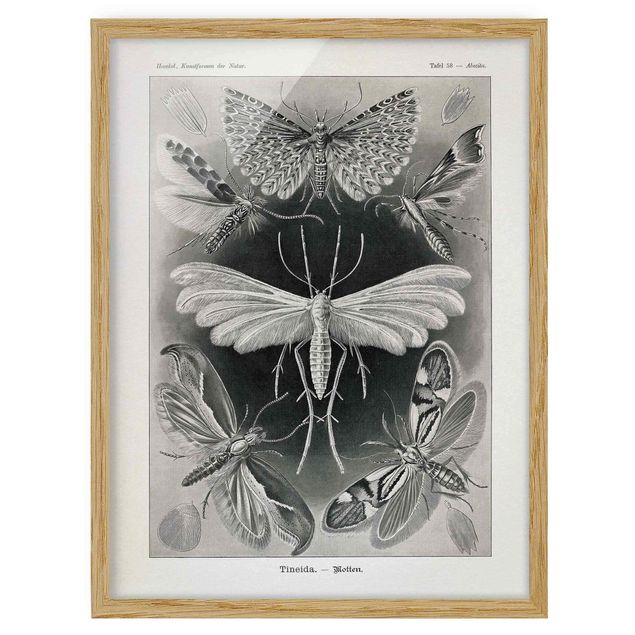 Indrammede plakater vintage Vintage Board Moths And Butterflies