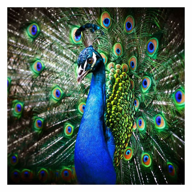 Tapet Noble Peacock