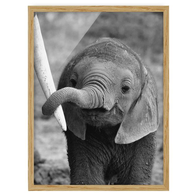 Indrammede plakater dyr Baby Elephant