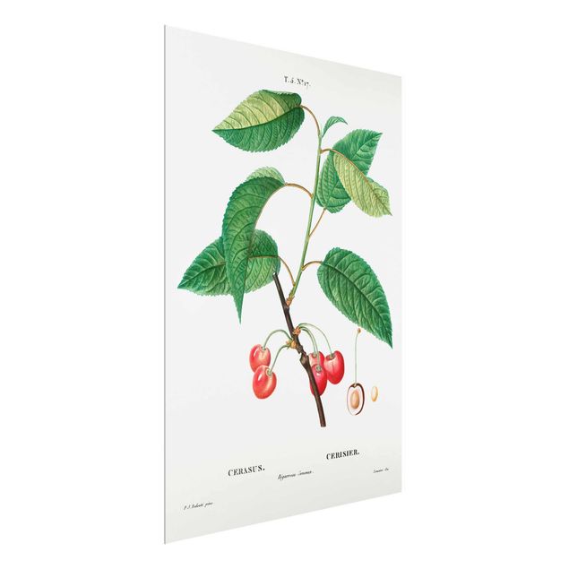 Billeder blomster Botany Vintage Illustration Red Cherries