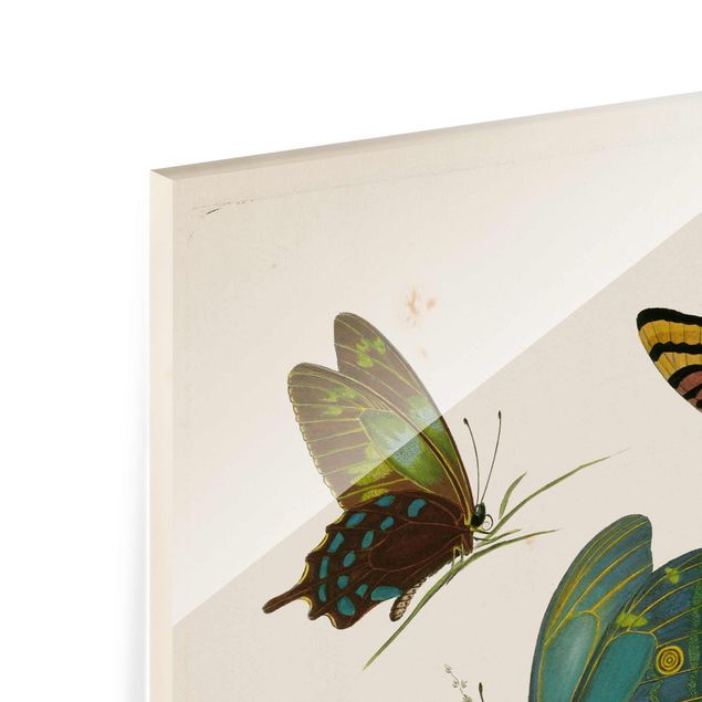 Billeder Vintage Illustration Exotic Butterflies