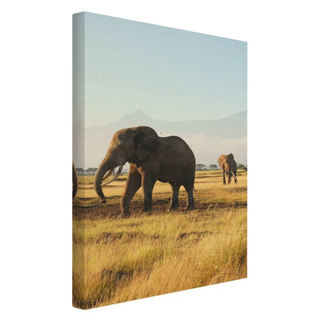 Billeder bjerge Elephants In Front Of Kilimanjaro In Kenya