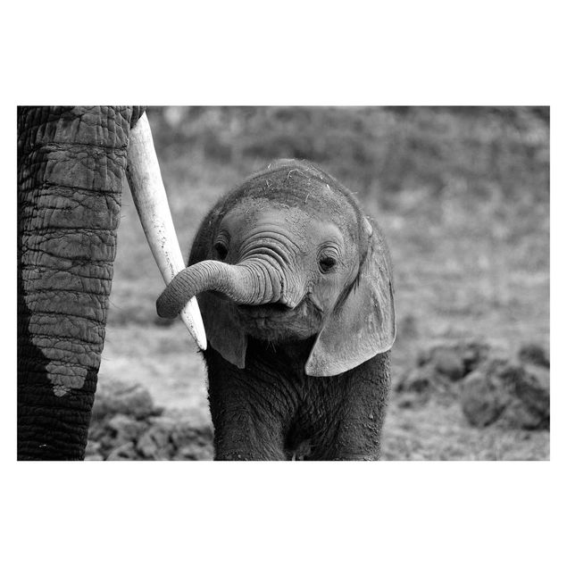 Tapet Baby Elephant