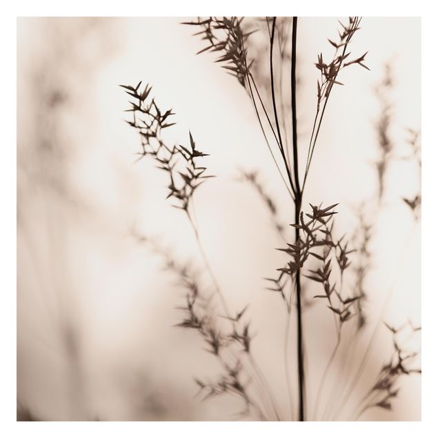 Billeder Monika Strigel Elegant Grass In The Shadow